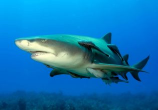 Καρχαρίες στη Βραζιλία βρέθηκαν θετικοί στην κοκαΐνη – Η πιάτσα έφτασε στη θάλασσα