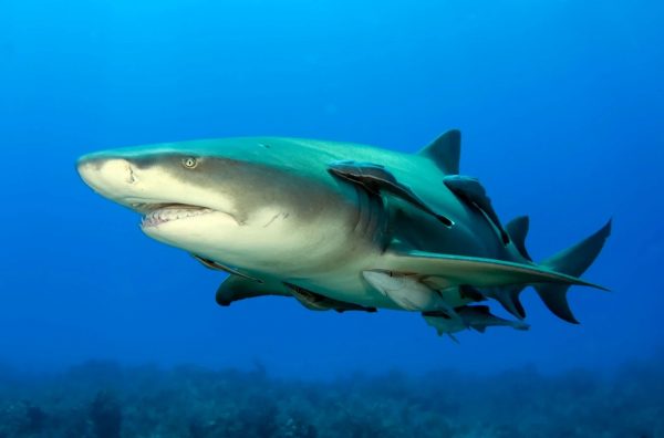 Καρχαρίες στη Βραζιλία βρέθηκαν θετικοί στην κοκαΐνη – Η πιάτσα έφτασε στη θάλασσα
