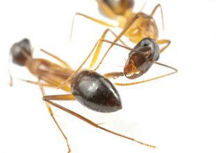 Επιστήμονες δεν πίστευαν στα μάτια τους: Τα μυρμήγκια κάνουν… χειρουργικές επεμβάσεις
