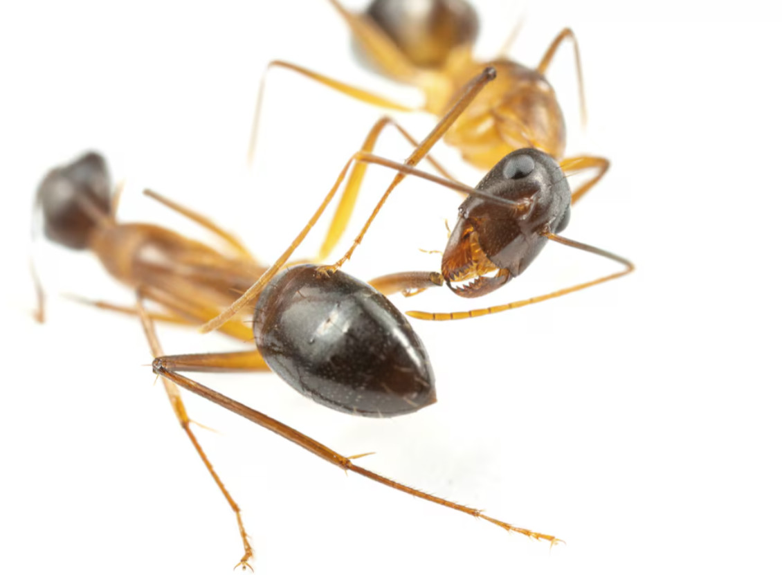 Επιστήμονες δεν πίστευαν στα μάτια τους: Τα μυρμήγκια κάνουν… χειρουργικές επεμβάσεις