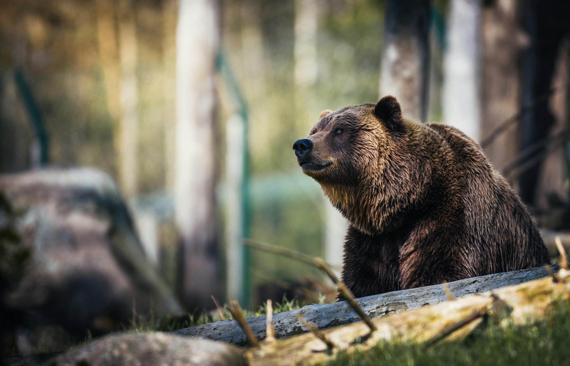 Ρουμανία: Έκτακτη σύγκληση της Βουλής για τις επιθέσεις... των αρκούδων