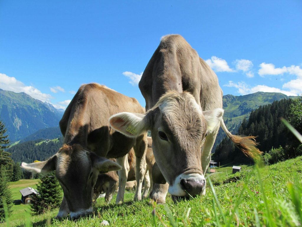 Γιατί οι αγελάδες είναι επικίνδυνες για να ξεκινήσει μία πανδημία Η5Ν1
