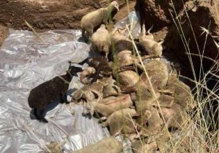 Τρίκαλα: Έθαψαν ζωντανά 350 πρόβατα που προσβλήθηκαν από πανώλη