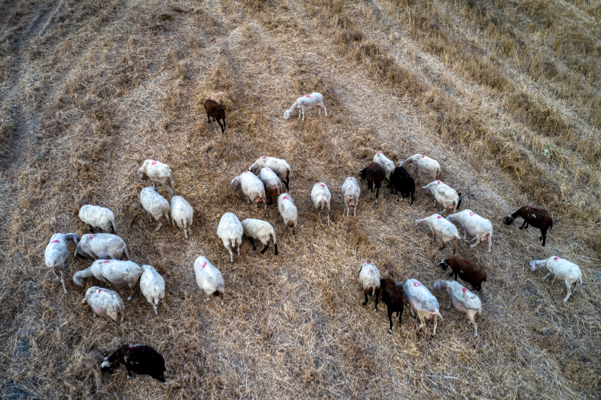 Πανώλη: Κρούσμα σε αιγοπρόβατα στην Καλαμπάκα - Σύσκεψη στα Τρίκαλα
