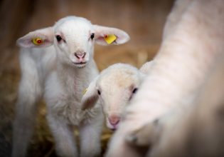 Θεσσαλία – Πανώλη σε αιγοπρόβατα: Εντοπίστηκαν 16 κρούσματα – Από πού εισήχθη η νόσος