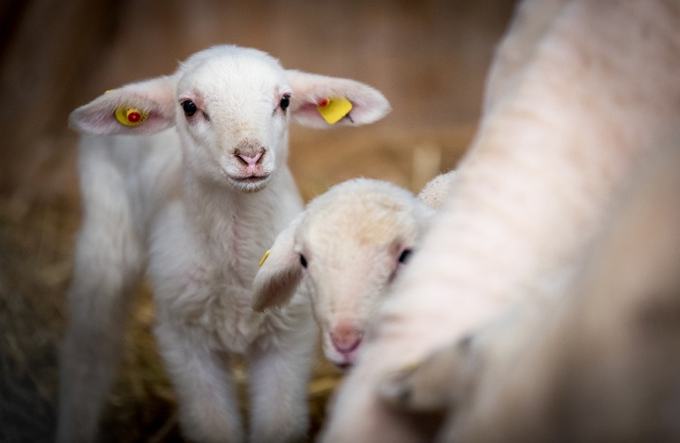Θεσσαλία – Πανώλη σε αιγοπρόβατα: Εντοπίστηκαν 16 κρούσματα – Από πού εισήχθη η νόσος