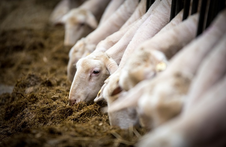 Θεσσαλία - Πανώλη σε αιγοπρόβατα: «Λουκέτο» στα σφαγεία, κρούσματα σε αιγοπρόβατα σε Τρίκαλα και Λάρισα