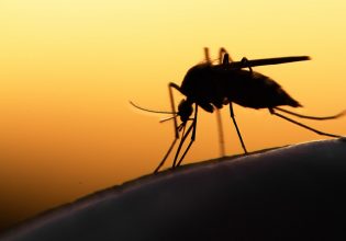 Σε επιφυλακή για τη μετάδοση νοσημάτων από τα κουνούπια