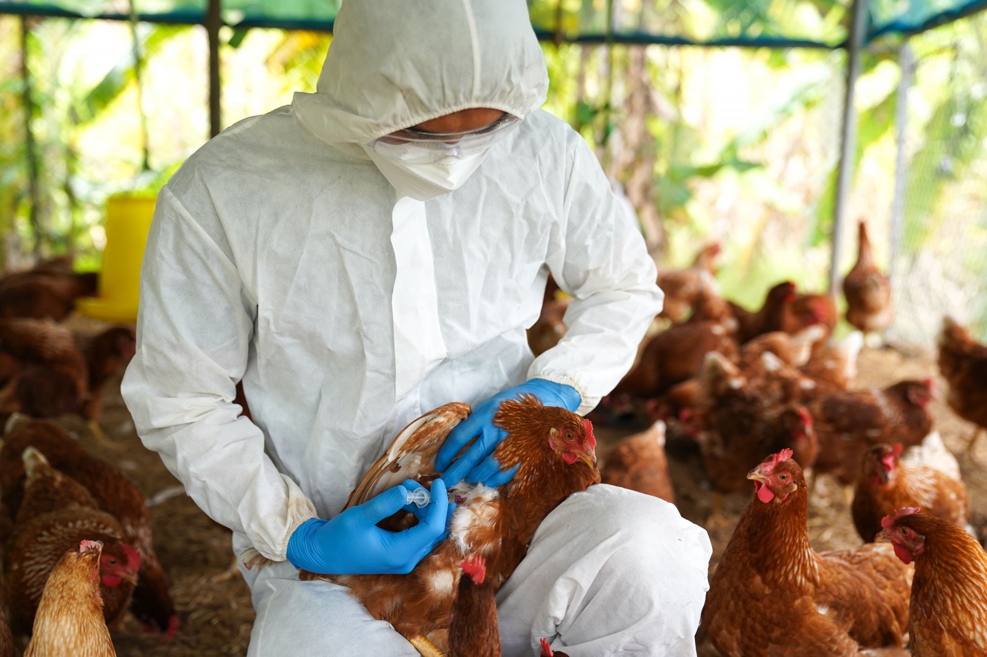 Γρίπη των πτηνών: Νέα κρούσματα σε ανθρώπους - Πώς οι κυβερνήσεις προετοιμάζονται για πανδημία