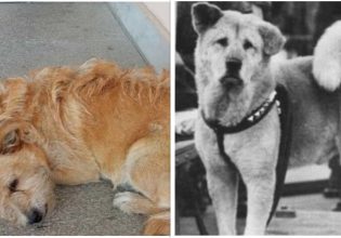 Τρίκαλα: Σαν άλλος Χάτσικο – Σκύλος περιμένει έξω από νοσοκομείο τον ιδιοκτήτη του που πέθανε