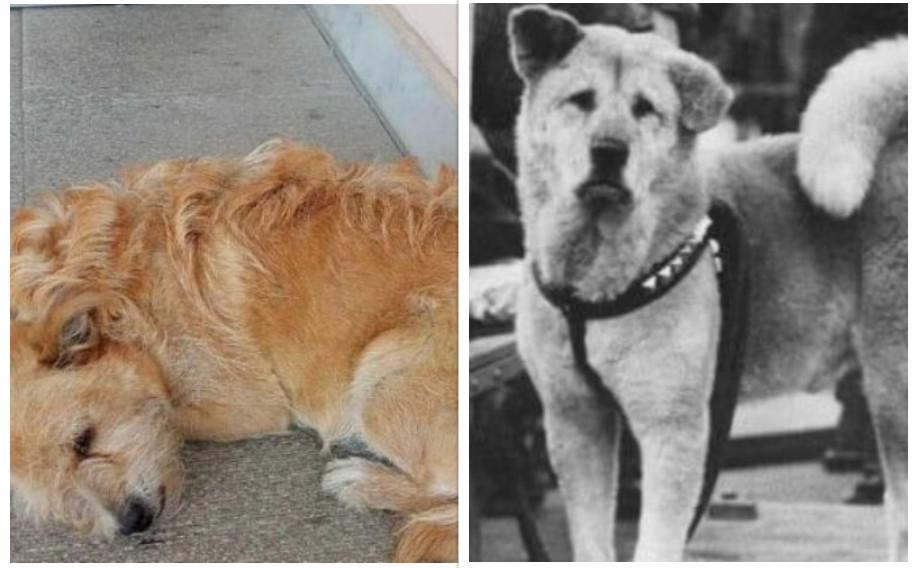 Τρίκαλα: Σαν άλλος Χάτσικο – Σκύλος περιμένει έξω από νοσοκομείο τον ιδιοκτήτη του που πέθανε