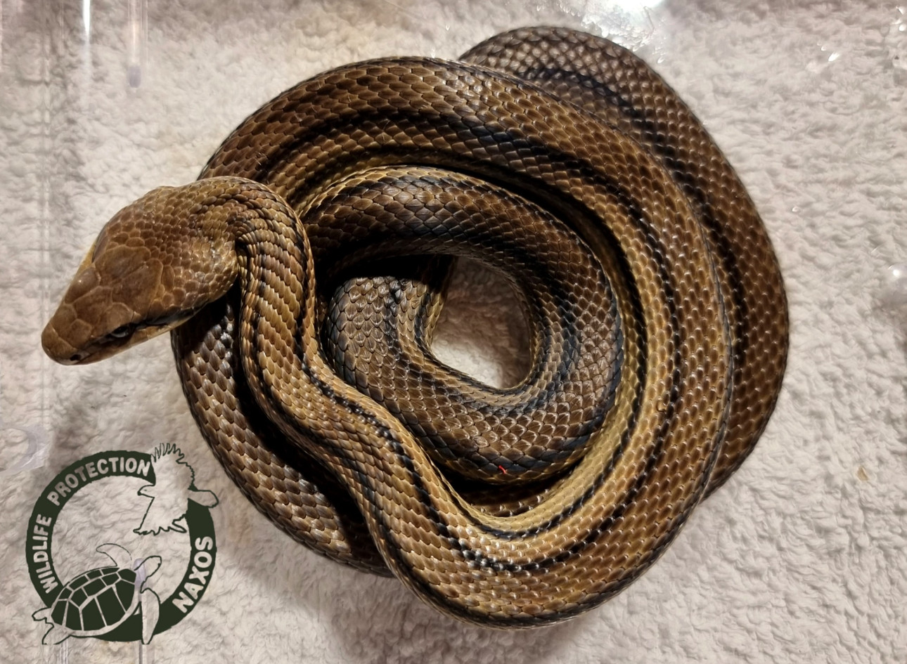 Νάξος: Μεγάλο φίδι εγκλωβίστηκε σε σπίτι και απαιτήθηκε η επέμβαση ειδικών στην άγρια ζωή