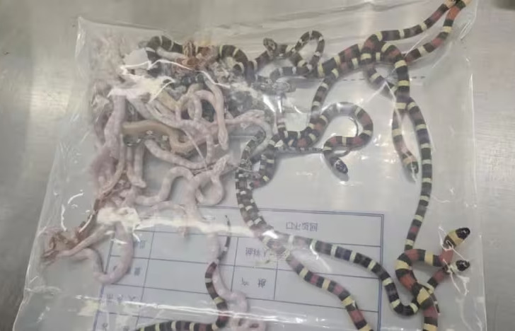 Κίνα - Λαθρεμπόριο ζώων: Έπιασαν άνδρα με πάνω από 100 ζωντανά φίδια στις τσέπες του παντελονιού του