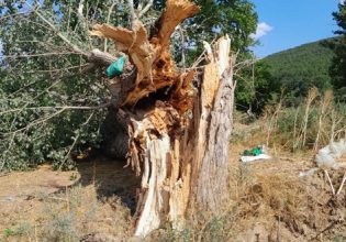 Σουφλί: Κεραυνός σκότωσε 15 πρόβατα και έκοψε ένα δέντρο στη μέση – Σοκάρουν οι εικόνες