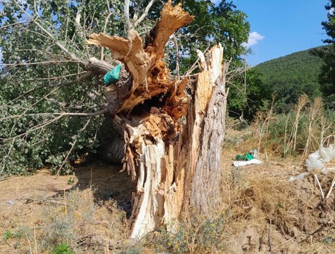 Σουφλί: Κεραυνός έκοψε ένα δέντρο στη μέση και σκότωσε 15 πρόβατα - Σοκάρουν οι εικόνες