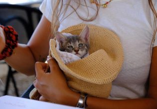 Σπέτσες – γάτα: «Στριφογυρνούσε, πνιγόταν, ήταν φρικτό» – Συγκινεί η τουρίστρια που έσωσε τη Spetsy