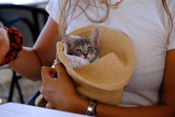Σπέτσες – γάτα: «Στριφογυρνούσε, πνιγόταν, ήταν φρικτό» – Συγκινεί η τουρίστρια που έσωσε τη Spetsy