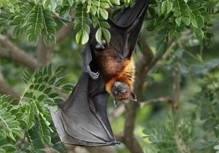 Ιός Νίπα: Ασθένεια που μεταδίδεται από νυχτερίδες επανεμφανίστηκε στην Ινδία