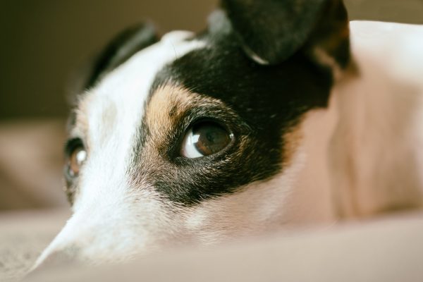 Σκύλος: Η οικιακή συσκευή που μπορεί να επηρεάσει την υγεία του