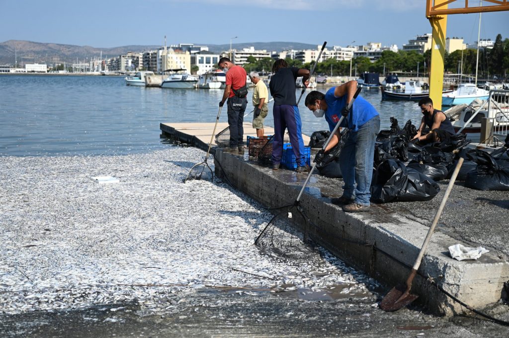 Παγασητικός: Πνίγεται στα νεκρά ψάρια – Απόκοσμες εικόνες, δυσοσμία και «ασυνεννοησία μεταξύ των υπηρεσιών»