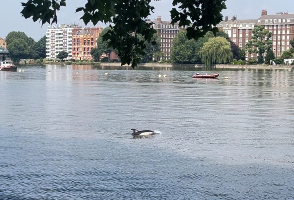 Αγγλία: Δελφίνι εντοπίστηκε να κολυμπά στον Τάμεση