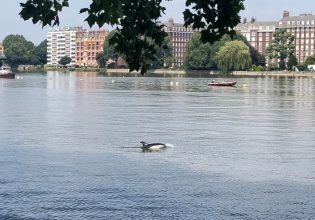 Αγγλία: Δελφίνι εντοπίστηκε να κολυμπά στον Τάμεση