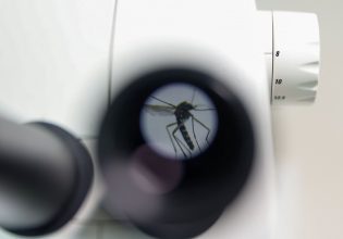 Ισπανία: Στειρώνουν τα κουνούπια για τον δάγκειο πυρετό