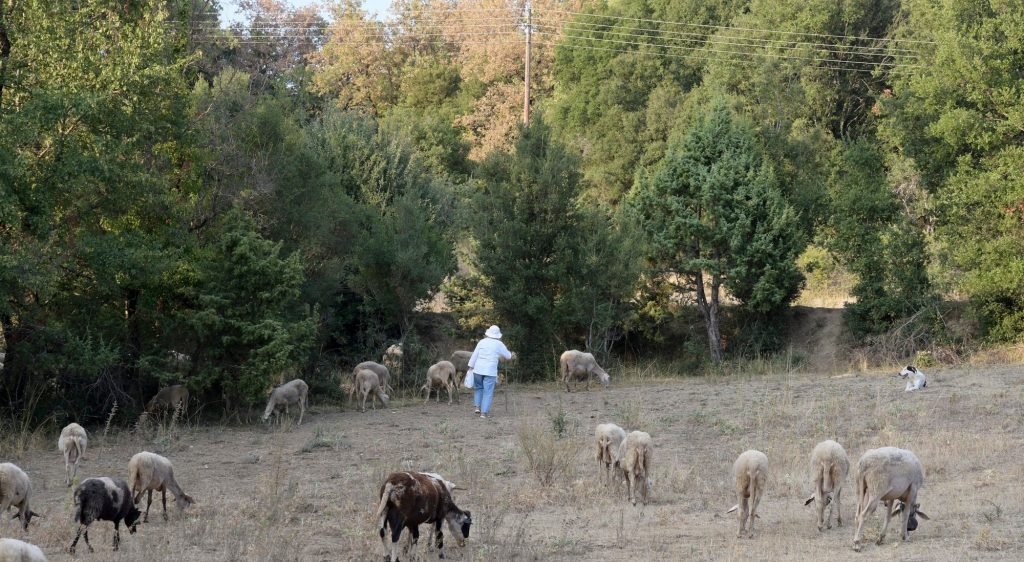 Πυρά ΠΑΣΟΚ: Ένα βήμα πριν την οριστική κατάρρευση η κτηνοτροφία, η κατάσταση είναι εκτός ελέγχου