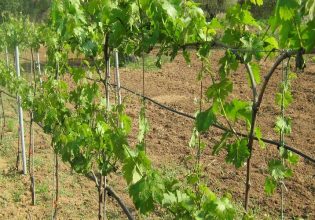 Αμπέλι: Πώς θα κατανεμηθούν οι άδειες νέων φυτεύσεων – Οι αιτήσεις