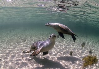 Ωκεανογράφοι προσέλαβαν θαλάσσια λιοντάρια ως υποβρύχιους εικονολήπτες