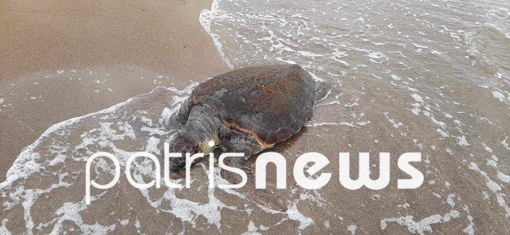 Ηλεία: Nεκρή χελώνα caretta-caretta στο Επιτάλιο – Ξεβράστηκε στην στεριά