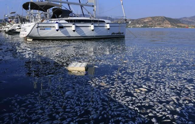 Ένωση Ξενοδόχων: «Ταφόπλακα» για τον τουρισμό η εικόνα με τα νεκρά ψαριά στον Παγασητικό