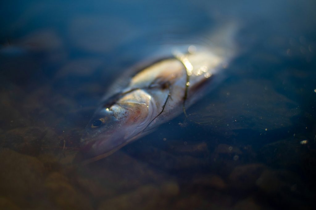 Κρήτη: Ποταμός γέμισε νεκρά ψάρια – Τι συνέβη
