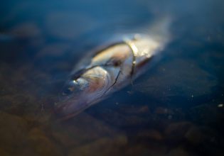 Κρήτη: Ποταμός γέμισε νεκρά ψάρια – Τι συνέβη