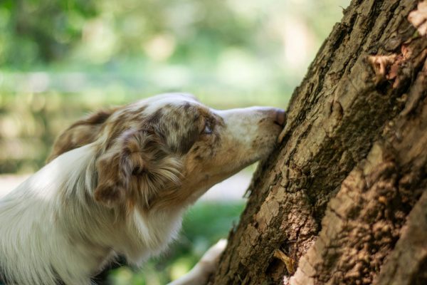 Ιεράπετρα: Σύλληψη για δηλητηρίαση αδέσποτου σκύλου