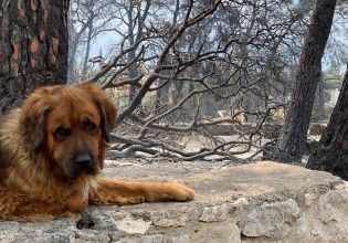 Οι εθελοντές στο πλευρό των πυρόπληκτων ζώων – Γινόμαστε ένα και βοηθάμε όπως μπορούμε