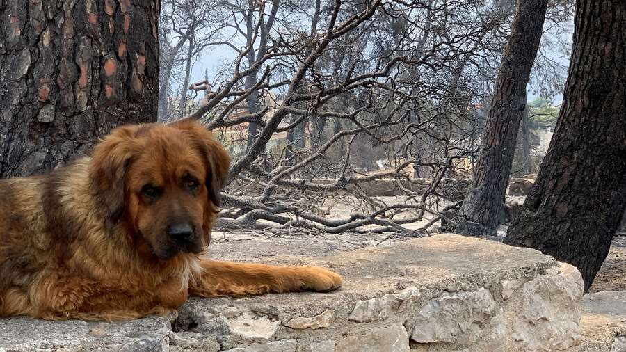 Οι εθελοντές στο πλευρό των πυρόπληκτων ζώων – Γινόμαστε ένα και βοηθάμε όπως μπορούμε