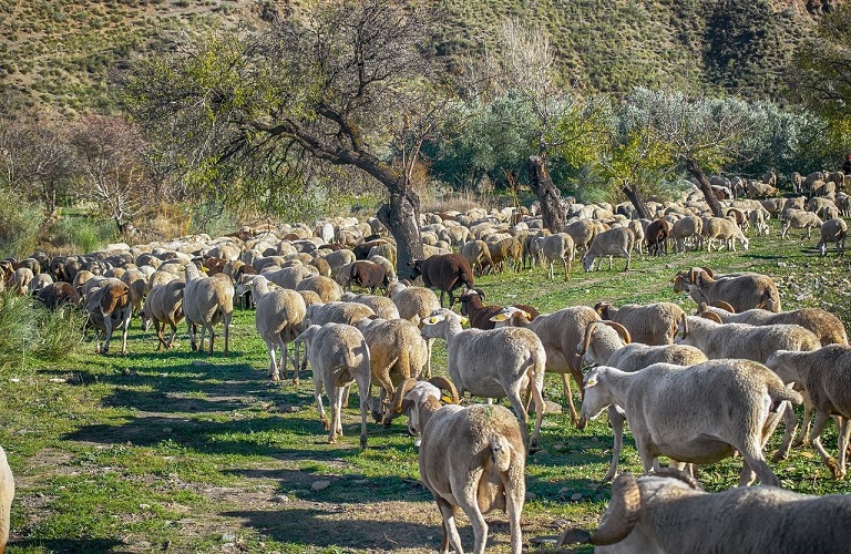 Πανώλη αιγοπροβάτων: Τι ισχύει με τις μετακινήσεις από θερινούς βοσκότοπους