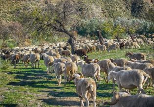 Πανώλη αιγοπροβάτων: Αίτημα του ΓΕΩΤΕΕ για ενεργοποίηση χρηματοδοτικών εργαλείων