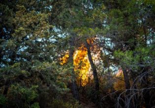 Φωτιά στην Αττική: Το «επιθετικό πεύκο» και άλλοι μύθοι – Οι ειδικοί εξηγούν