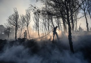 Ραπεντώσα: Τα πανέμορφο δάσος της δεν υπάρχει πια