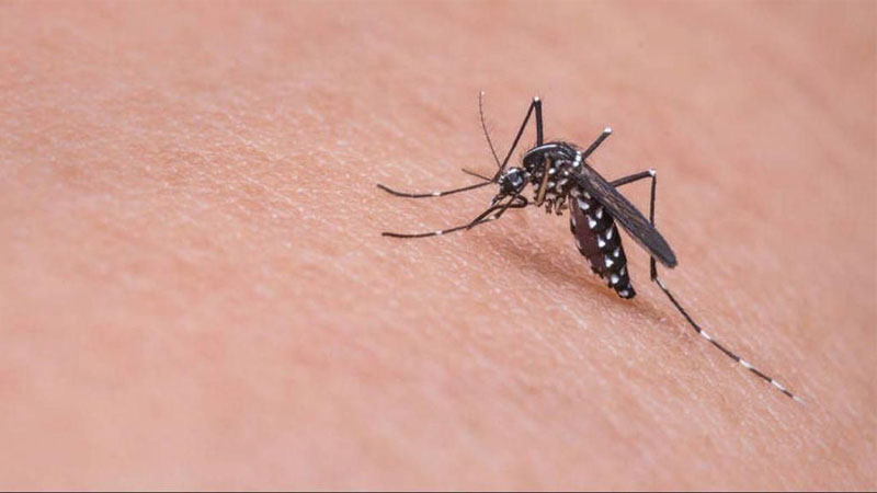 Ιός Δυτικού Νείλου: «Προφυλαχτείτε από τα κουνούπια» λέει ο ΕΟΔΥ – Τα περισσότερα κρούσματα της πενταετίας