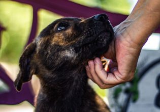 Πυρόπληκτα ζωάκια: Ο τρόπος που πιάνουμε έναν σκύλο ή μια γάτα  – Οι πρώτες βοήθειες που θα τα ανακουφίσουν