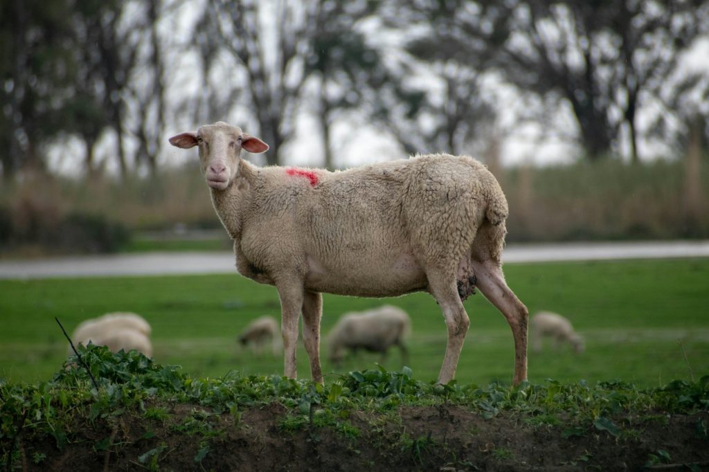 Πανώλη στα αιγοπρόβατα: Αμείωτοι οι έλεγχοι – «Δεν επαναπαυόμαστε» λέει ο Χαρδαλιάς