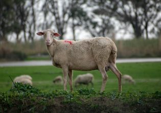 Πανώλη στα αιγοπρόβατα: Αμείωτοι οι έλεγχοι – «Δεν επαναπαυόμαστε» λέει ο Χαρδαλιάς