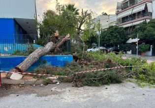 Κακοκαιρία: Δέντρο έπεσε σε προαύλιο σχολείου στο Περιστέρι [εικόνες]