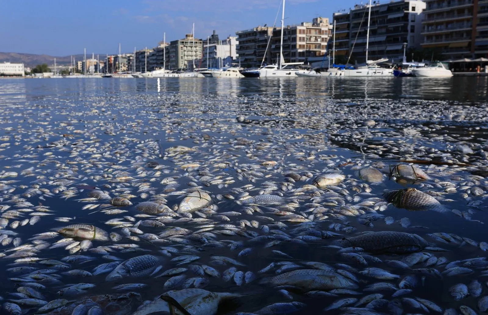 Νεκρά ψάρια στον Παγασητικό: 4 μέτρα στήριξης των επιχειρήσεων στον Βόλο – Τι έδειξαν οι έλεγχοι στις παραλίες