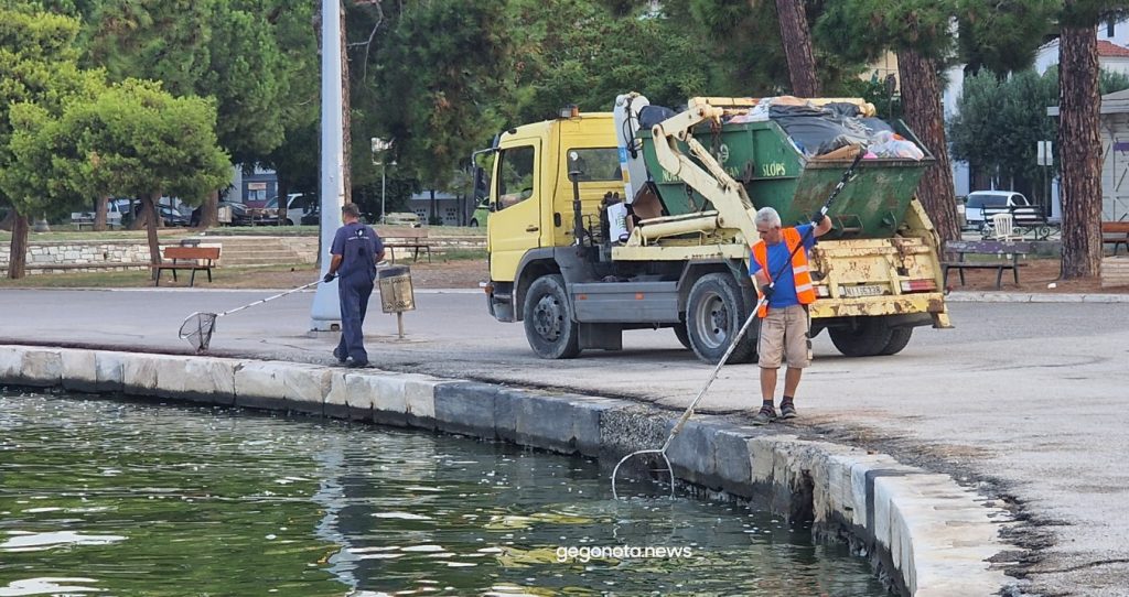 Βόλος: Με απόχες μαζεύουν τα νεκρά ψάρια από το λιμάνι - Θλιβερές εικόνες | in.gr