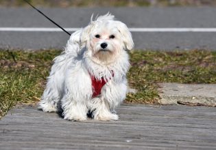 Πότε είναι καλύτερα να πηγαίνει βόλτα ο σκύλος; Πριν, ή μετά το φαγητό;