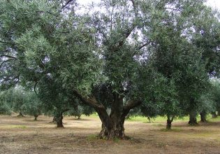 Ελαιόλαδο: Πώς θα υπολογίσετε τη φετινή εισφορά δακοκτονίας